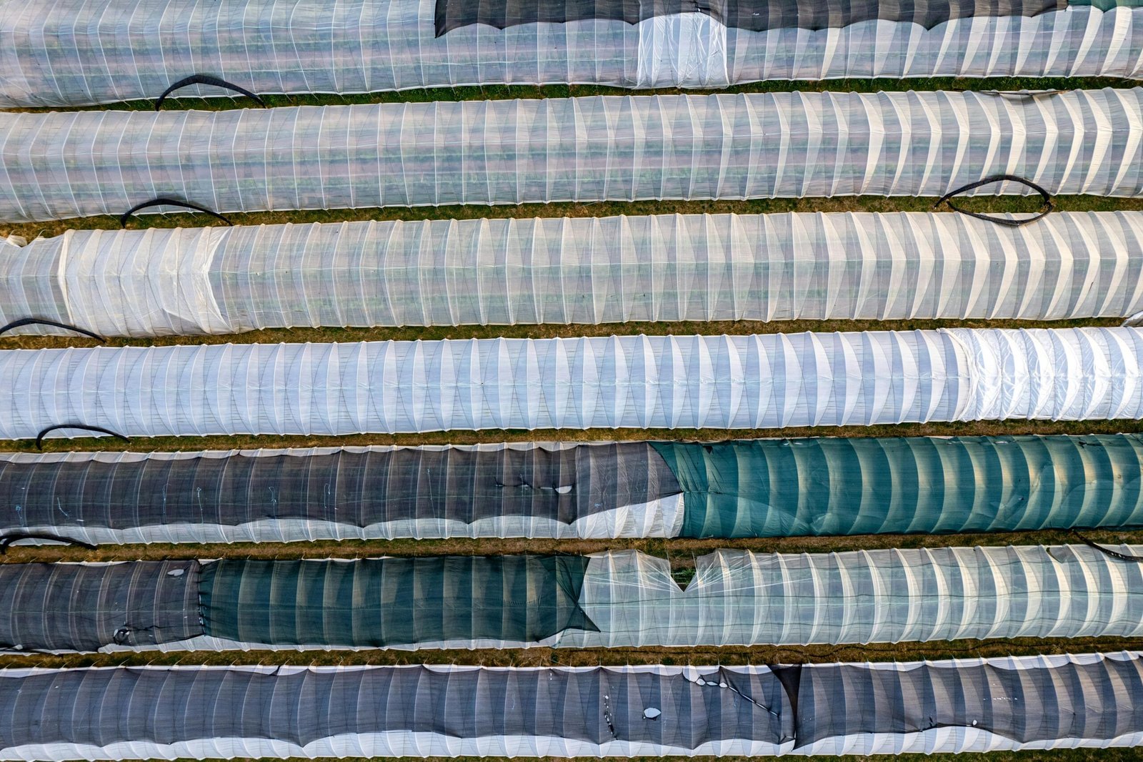 Aerial shot of striped agricultural greenhouses in a field.